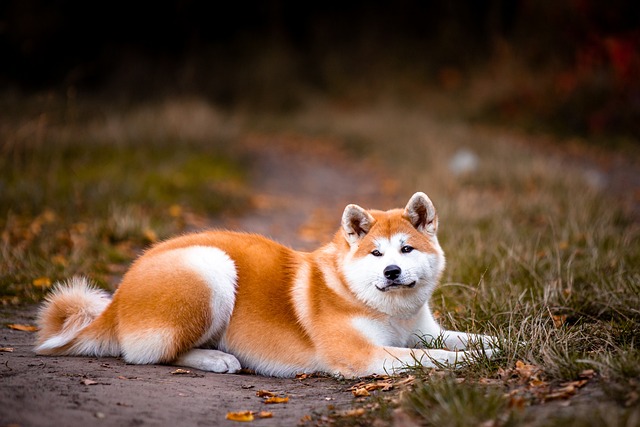 odpočívající akita