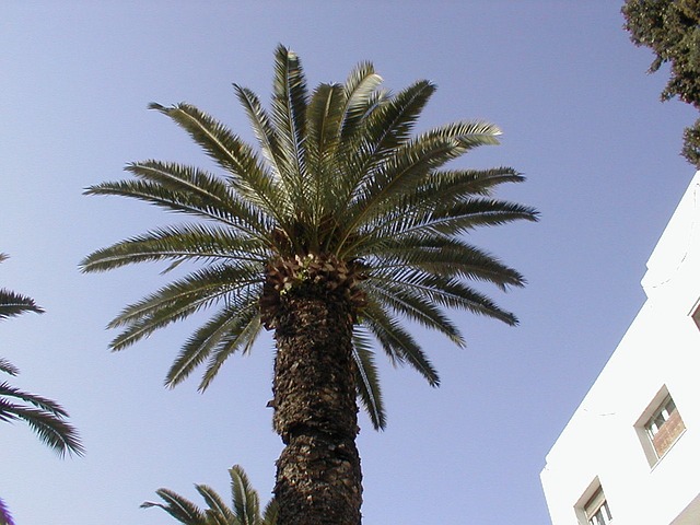 palmy před budovou