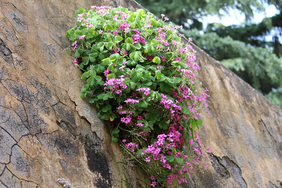 zeď s květinou